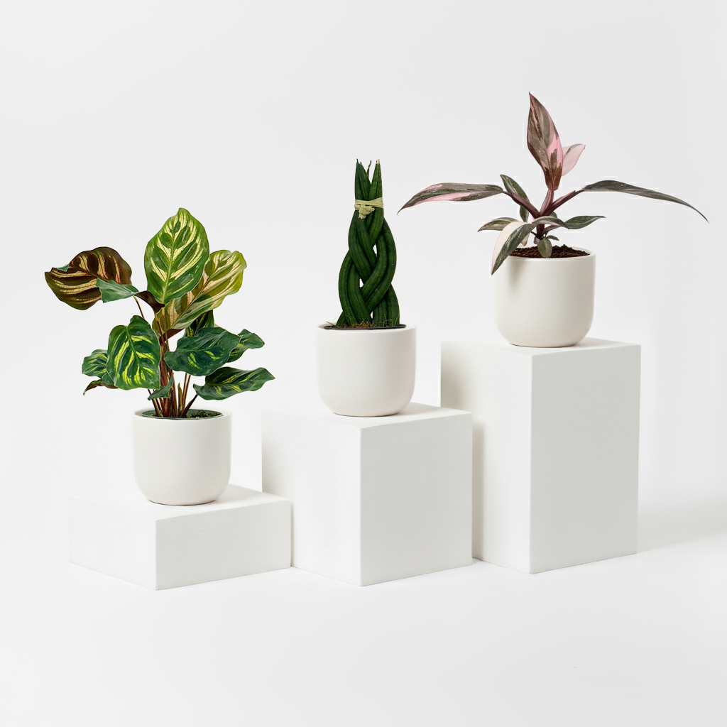 A colourful selection of mini houseplants for the OH SO pick and mix bundle