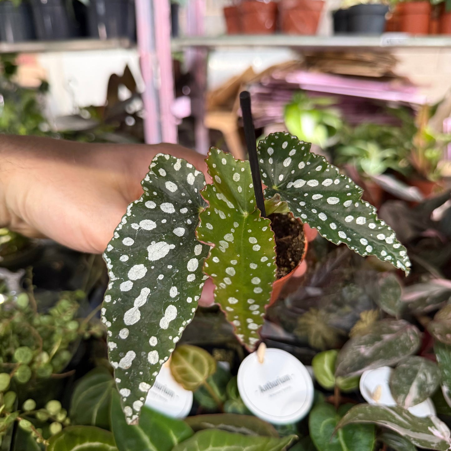 Mini Plants Bundle