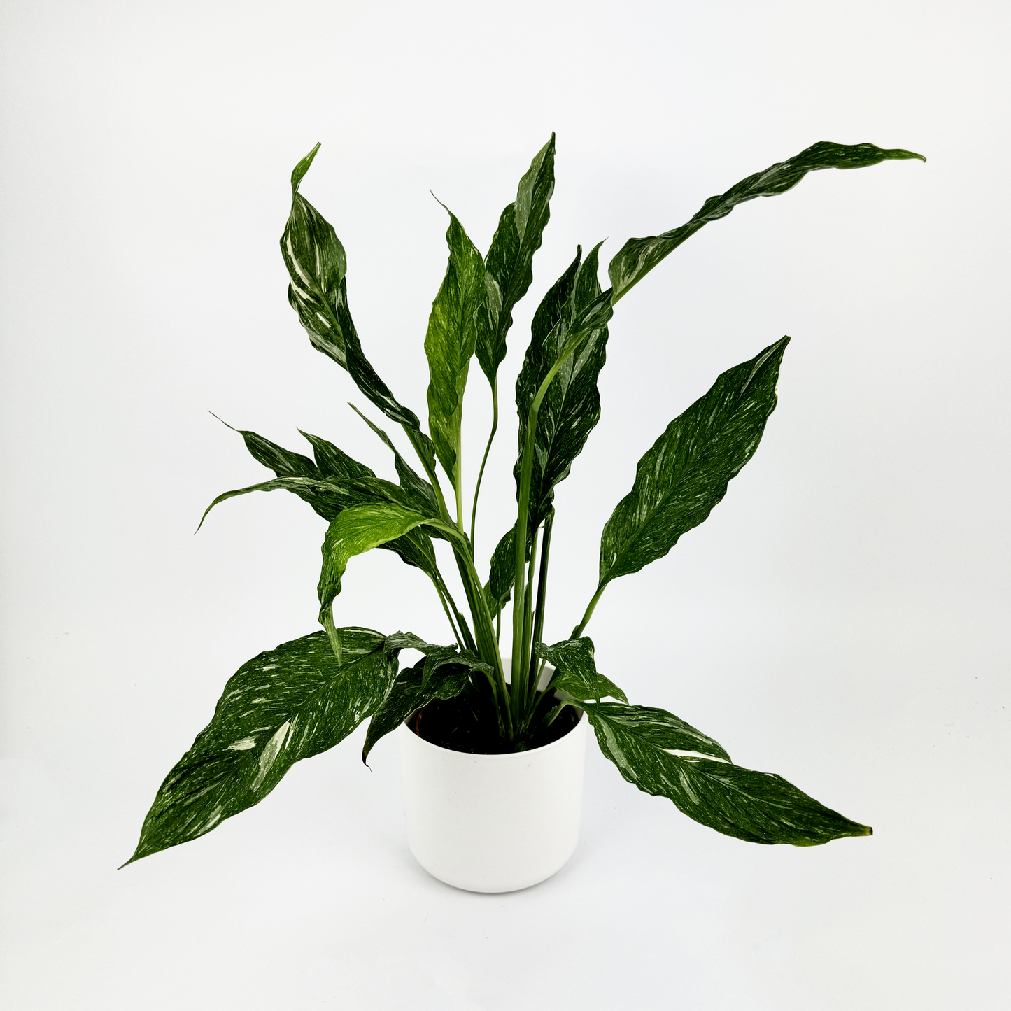 Peace Lily Diamond Indoor Houseplant 12 cm