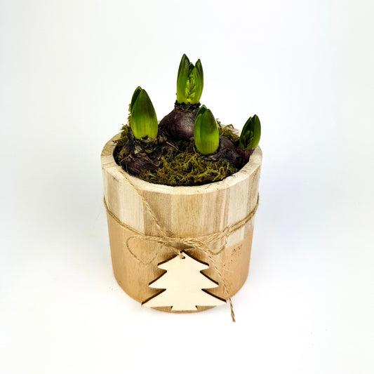 Hyacinth White In Christmas Pot