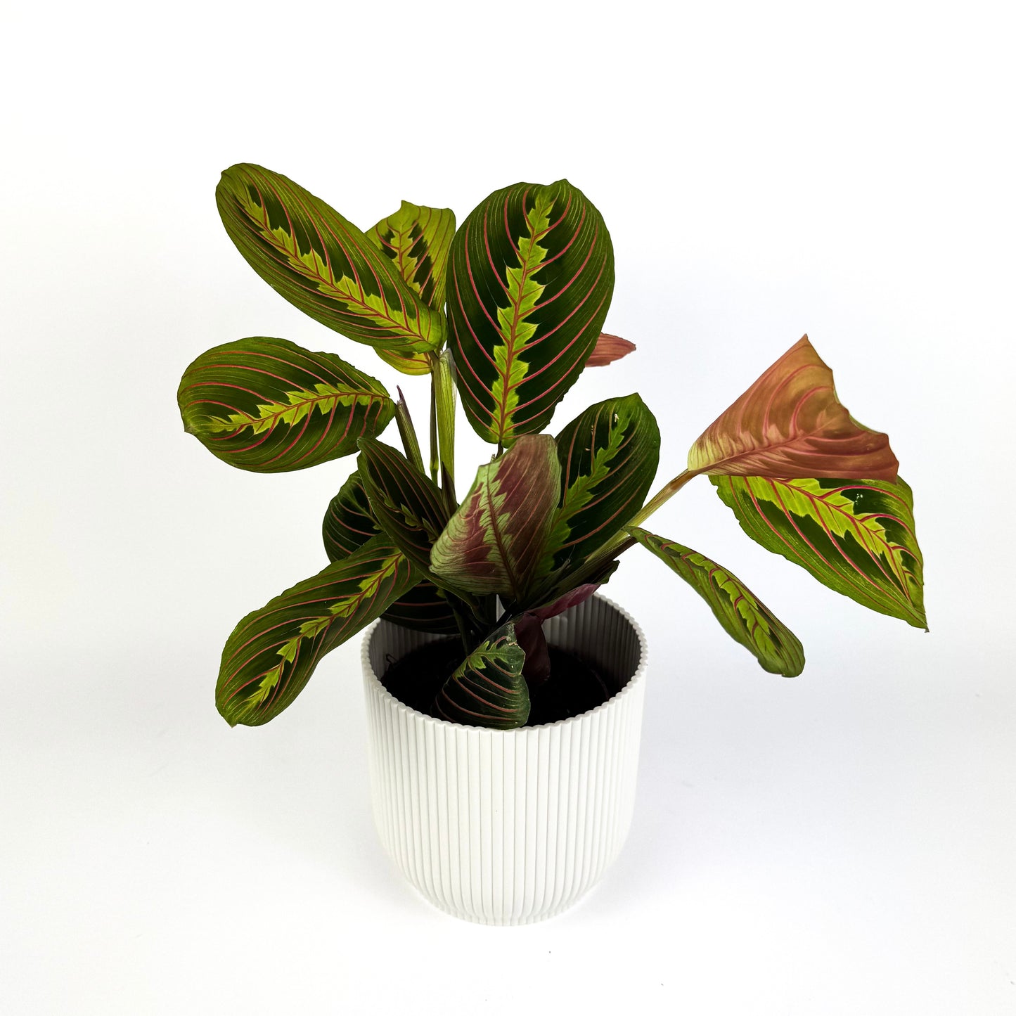 4 Houseplant 12cm bundle