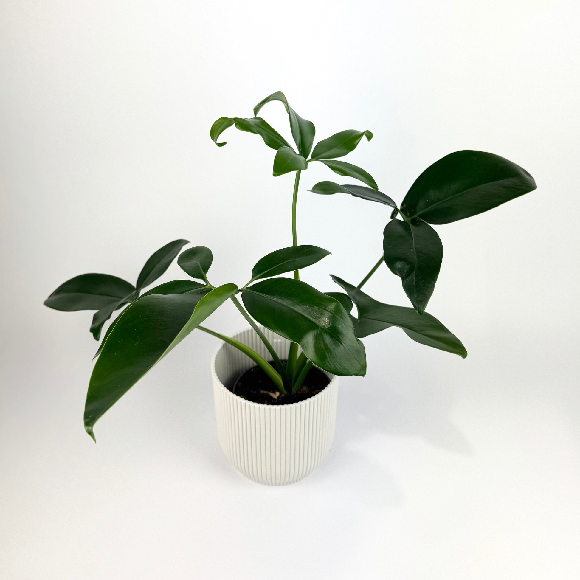 philodendron dino feet Philodendron Dino Feet Green Wonder 12cm Houseplant – OH SO Floral