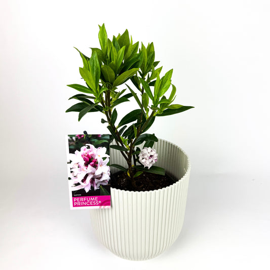 Daphne Bholua Princess Perfume Outdoor Plant