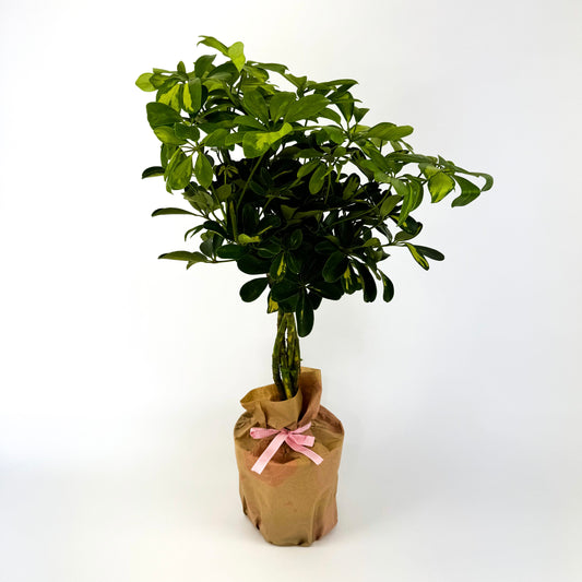 Large Schefflera Goldcapel Braided Houseplant