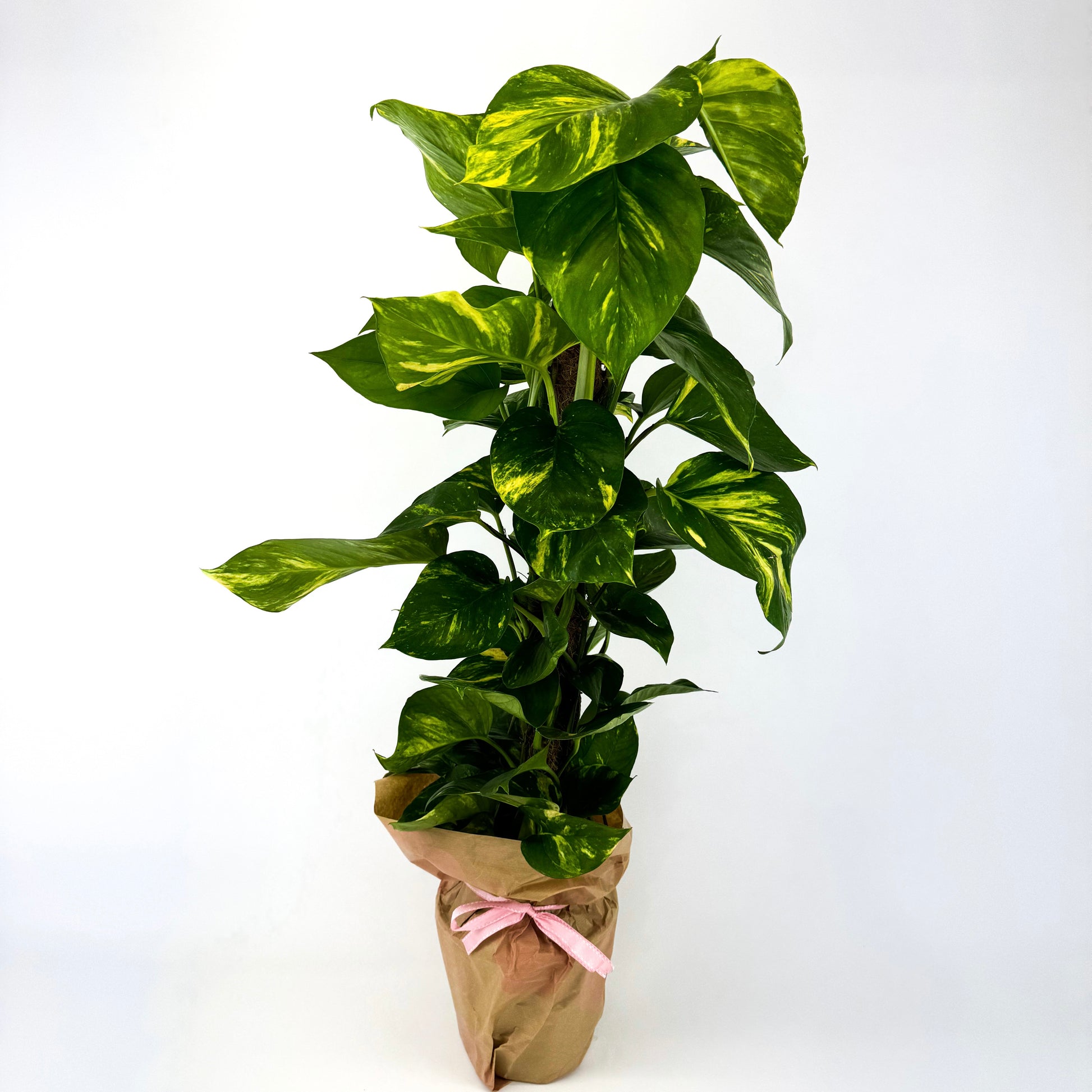 pothos on stick Large Golden Pothos Moss Pole Houseplant – OH SO Floral