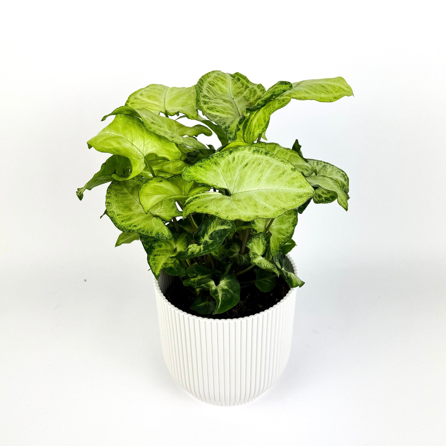 4 Houseplant 12cm bundle