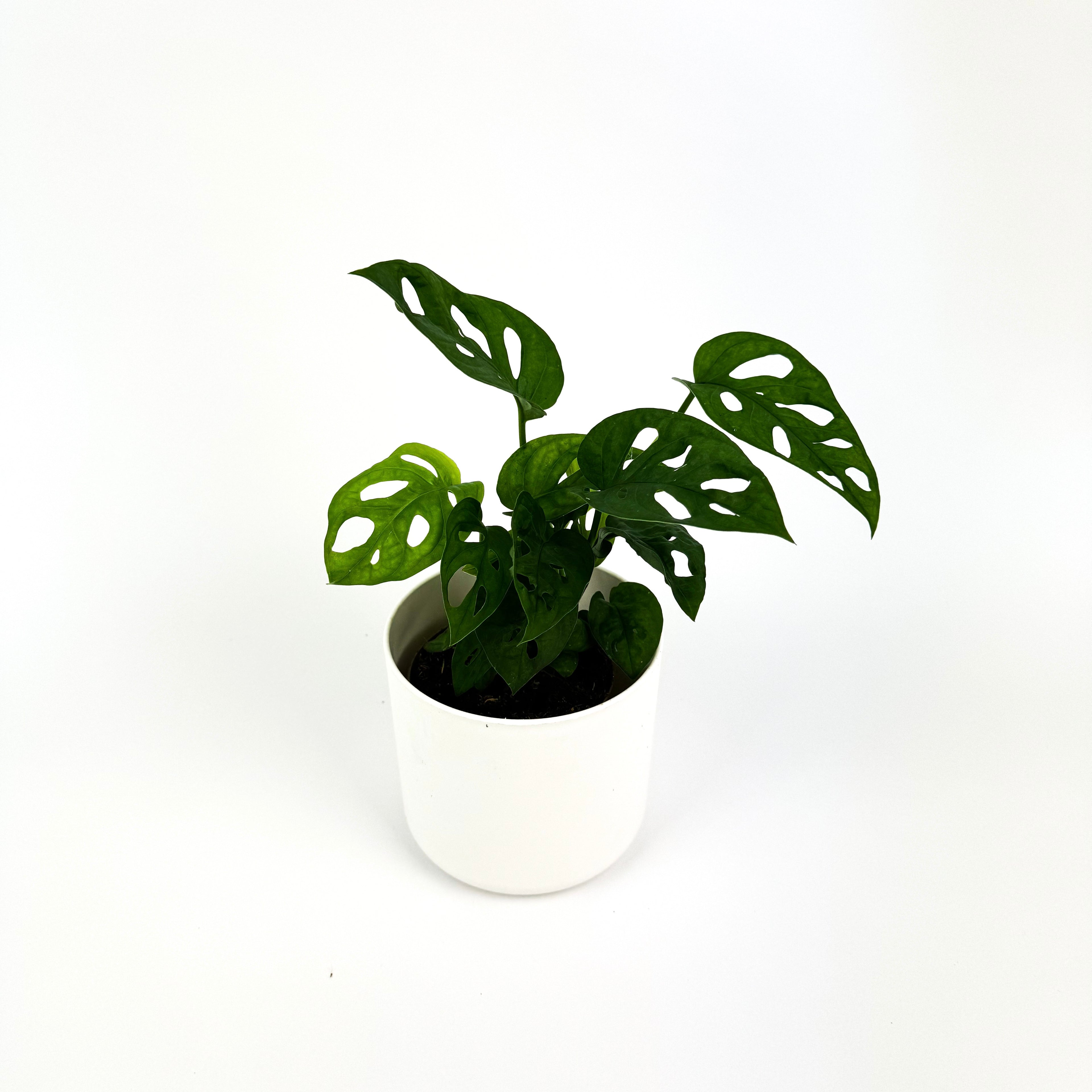 Monkey Mask Indoor Houseplant