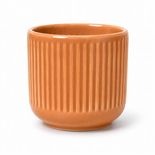 Desk Buddy Plant & Pot Bundle