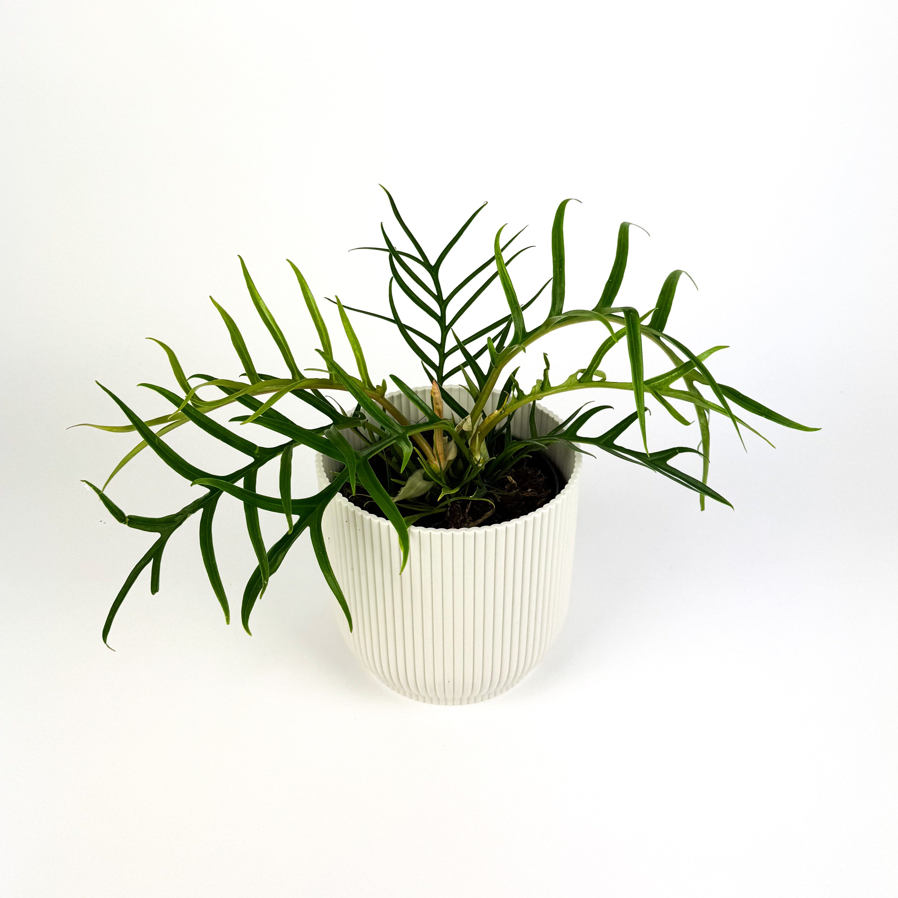 Philodendron Tortum Houseplant