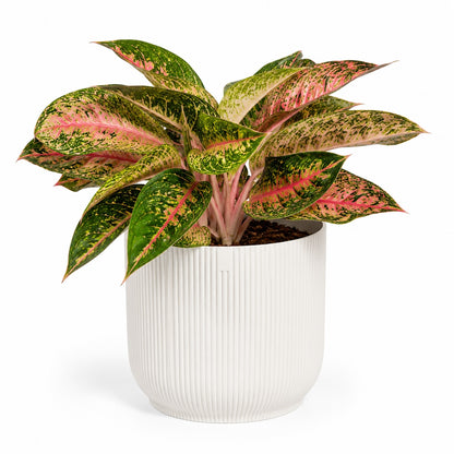 Aglaonema Tango Pink 19cm Houseplant