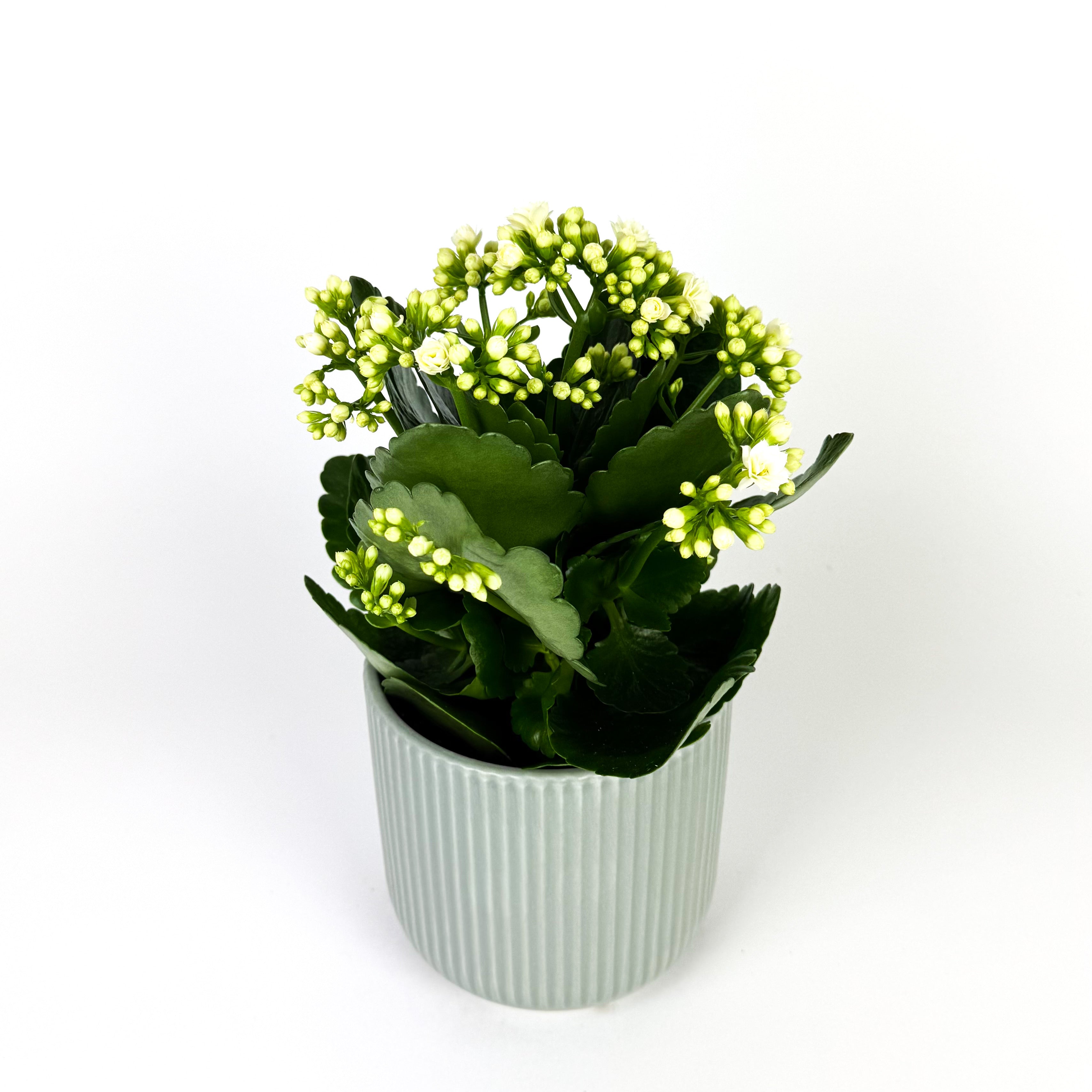 Kalanchoe in Ceramic Pot Houseplant