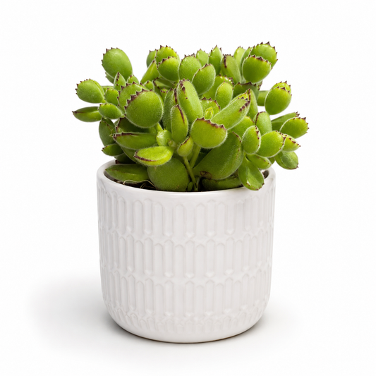 Cotyledon Ladysmithiensis 10.5cm Succulent