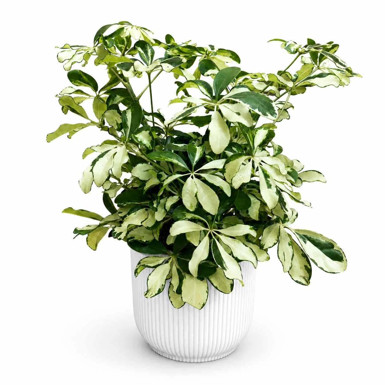 Schefflera Charlotte Branched Houseplant