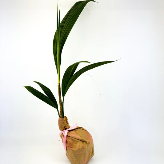 Large Cocos Nucifra Houseplant