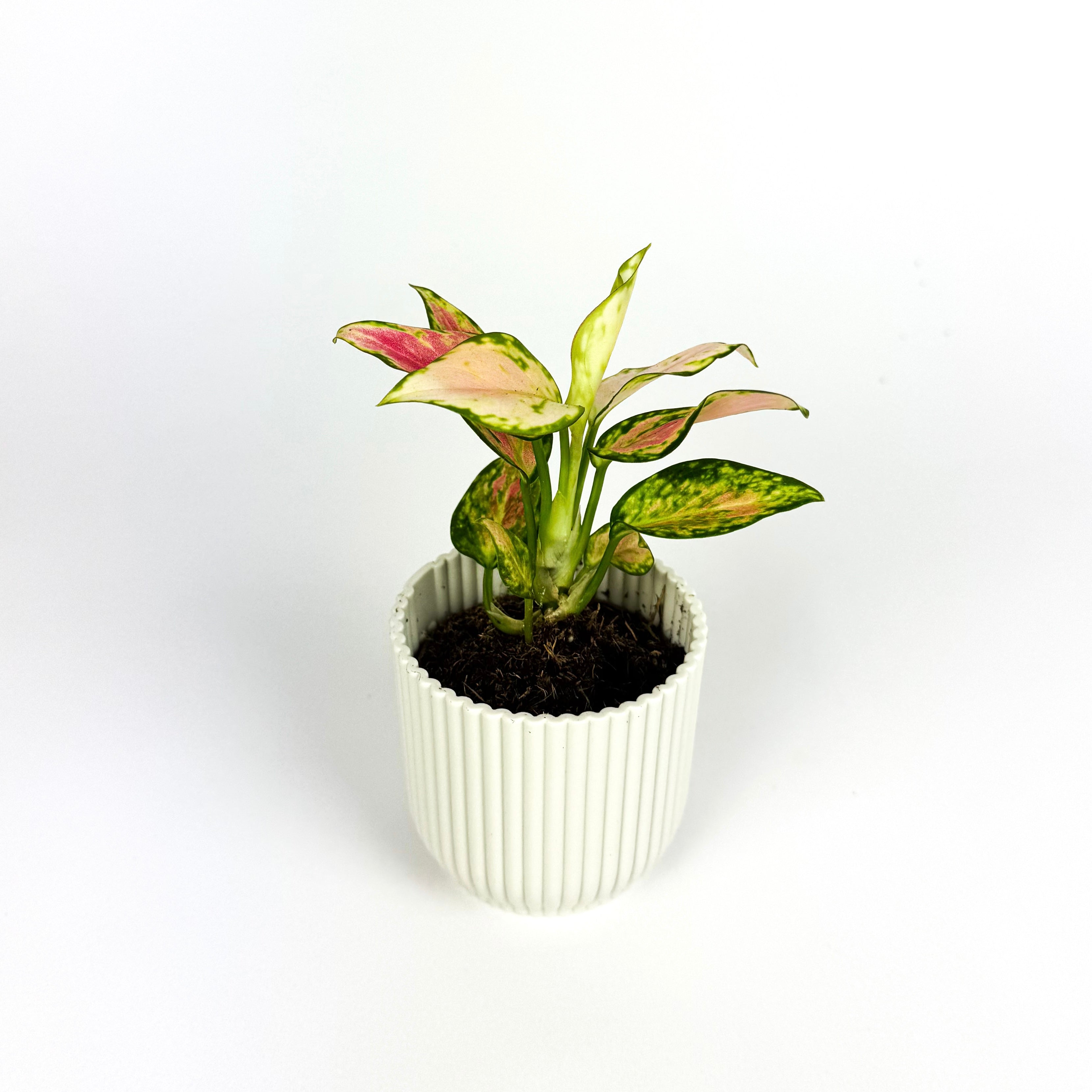 Aglaonema Pinky Promise Houseplant