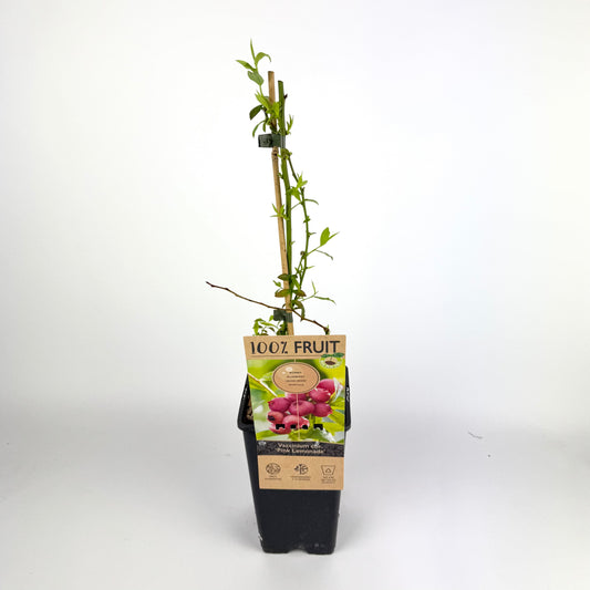 Vaccinium Corymbosum Pink Lemonade 15cm Outdoor plant