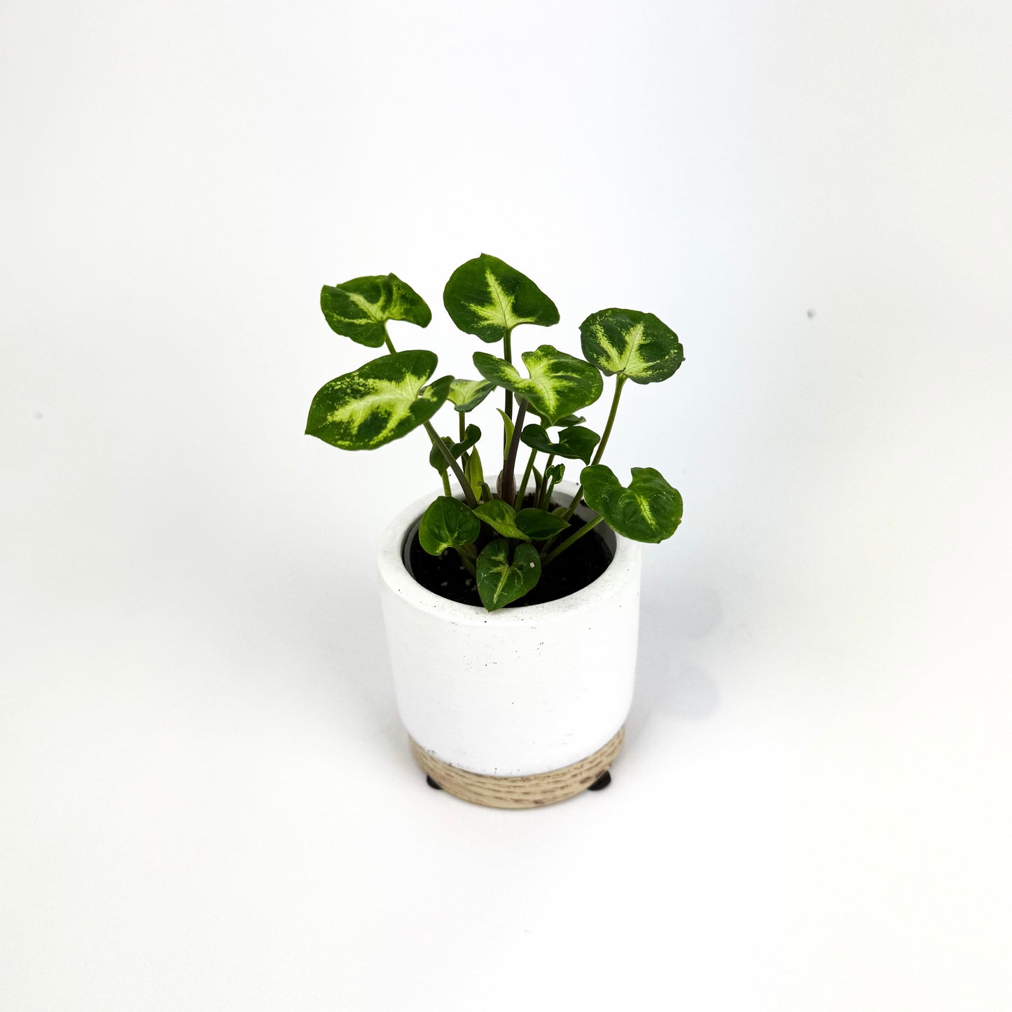 Mini Syngonium Pixie Houseplant