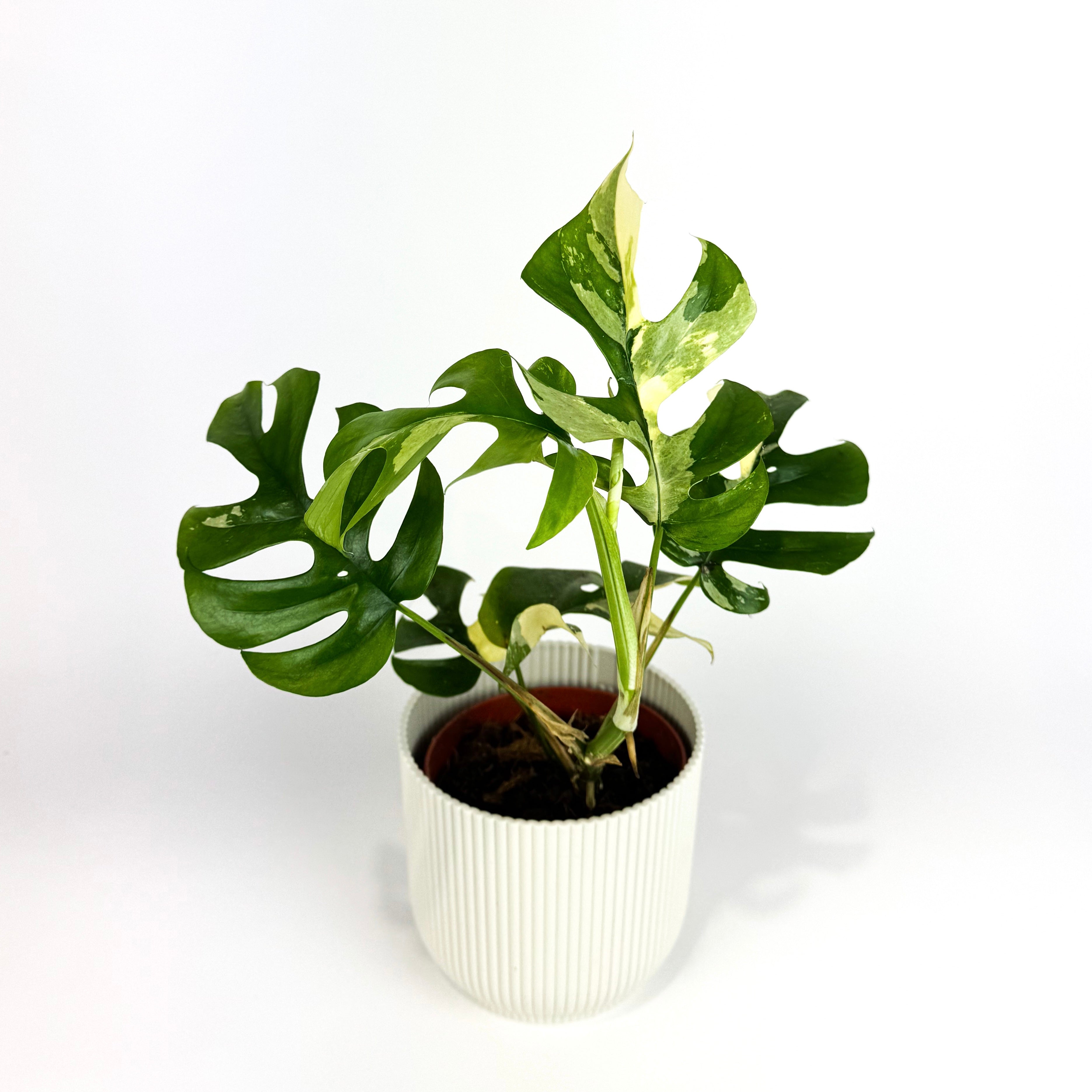PO-Monstera tetrasperma variegata Houseplant