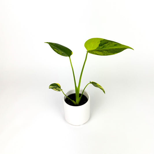 Monstera Deliciosa Aurea Houseplant - Pre Order