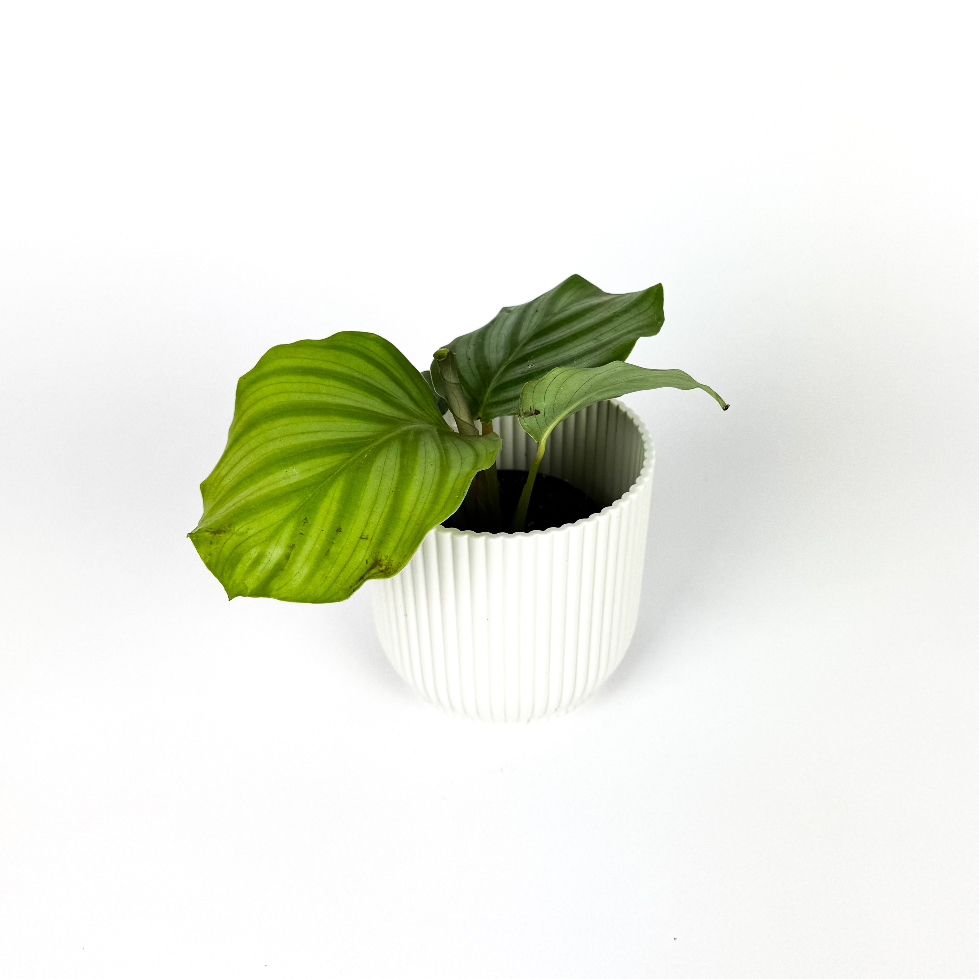 Mini Calathea Orbifolia Houseplant