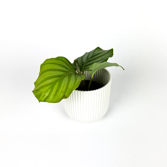 Mini Calathea Orbifolia Houseplant
