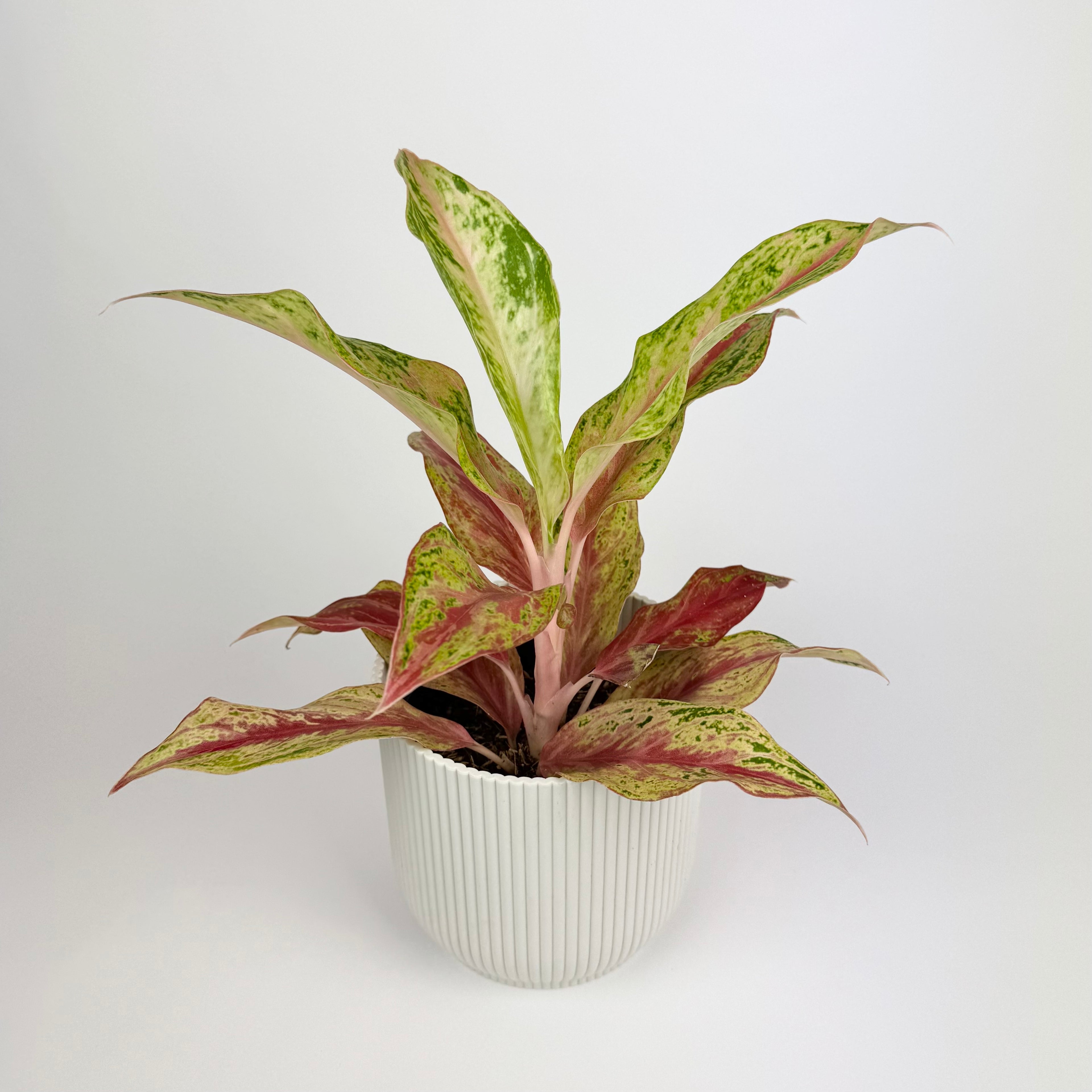 Aglaonema Tahiti Red 12cm Houseplant