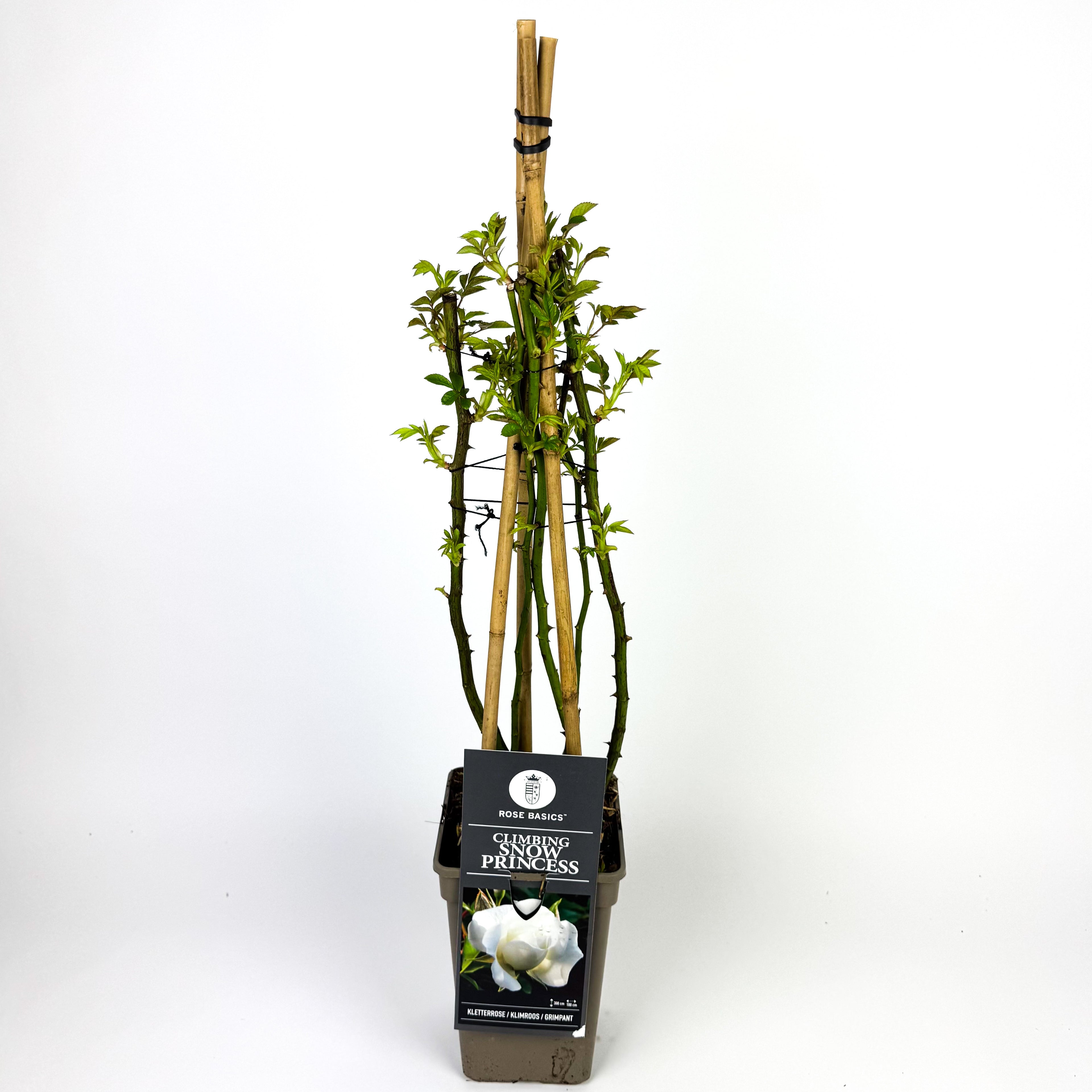 Large Rose climbing Outdoor Plant