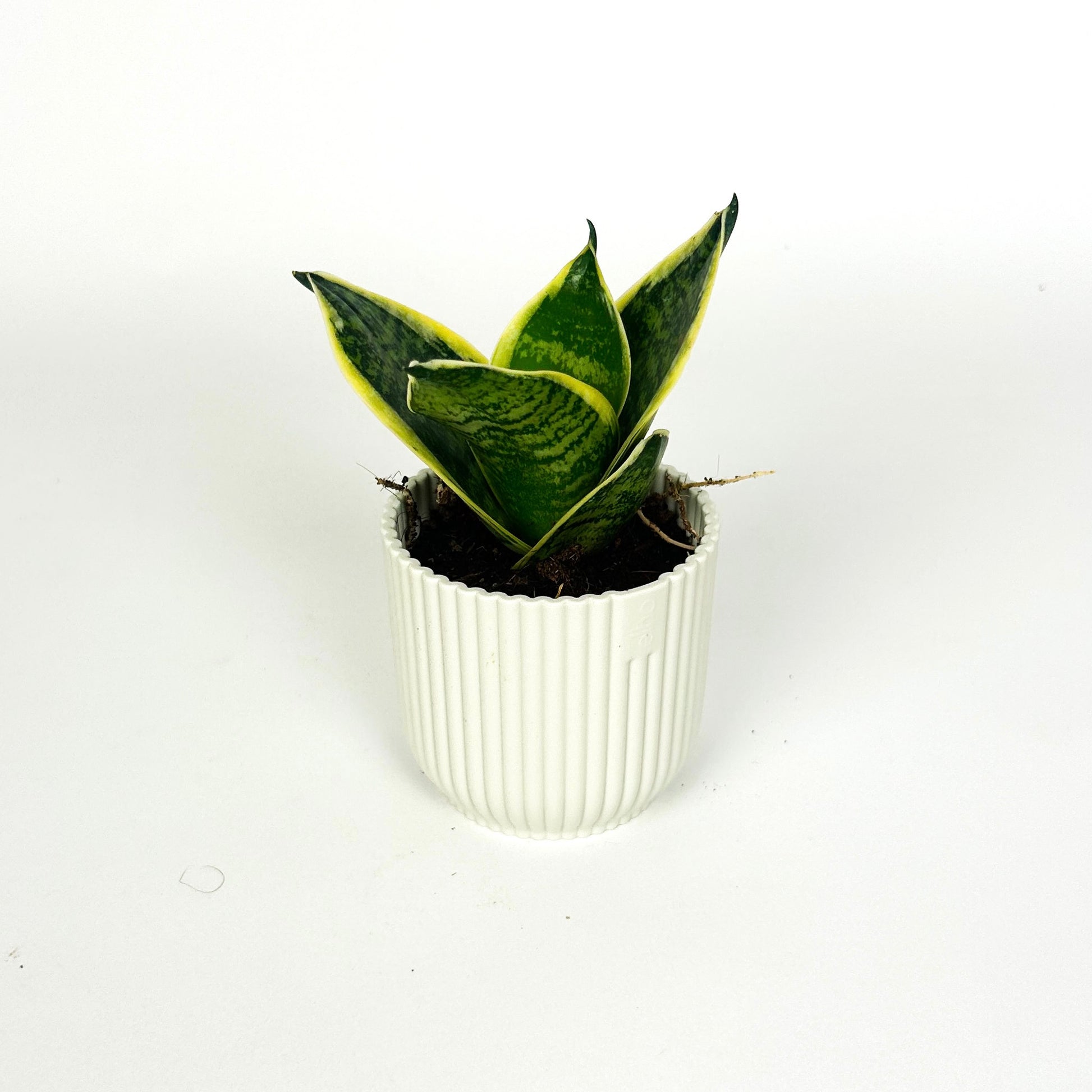 ocean star sansevieria Mini Sansevieria Hahnii “ocean star” Houseplant – OH SO Floral