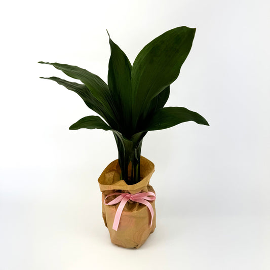 Large Aspidistra Elatior Houseplant