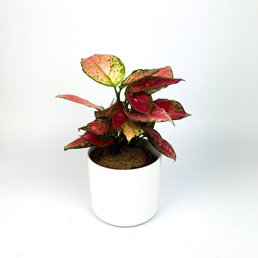 Aglaonema Spotted Pink Indoor Houseplant