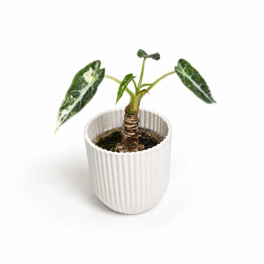 Alocasia Bambino Green Variegated 6cm Houseplant