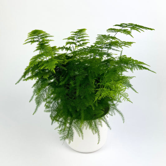 Asparagus Fern Indoor Houseplant