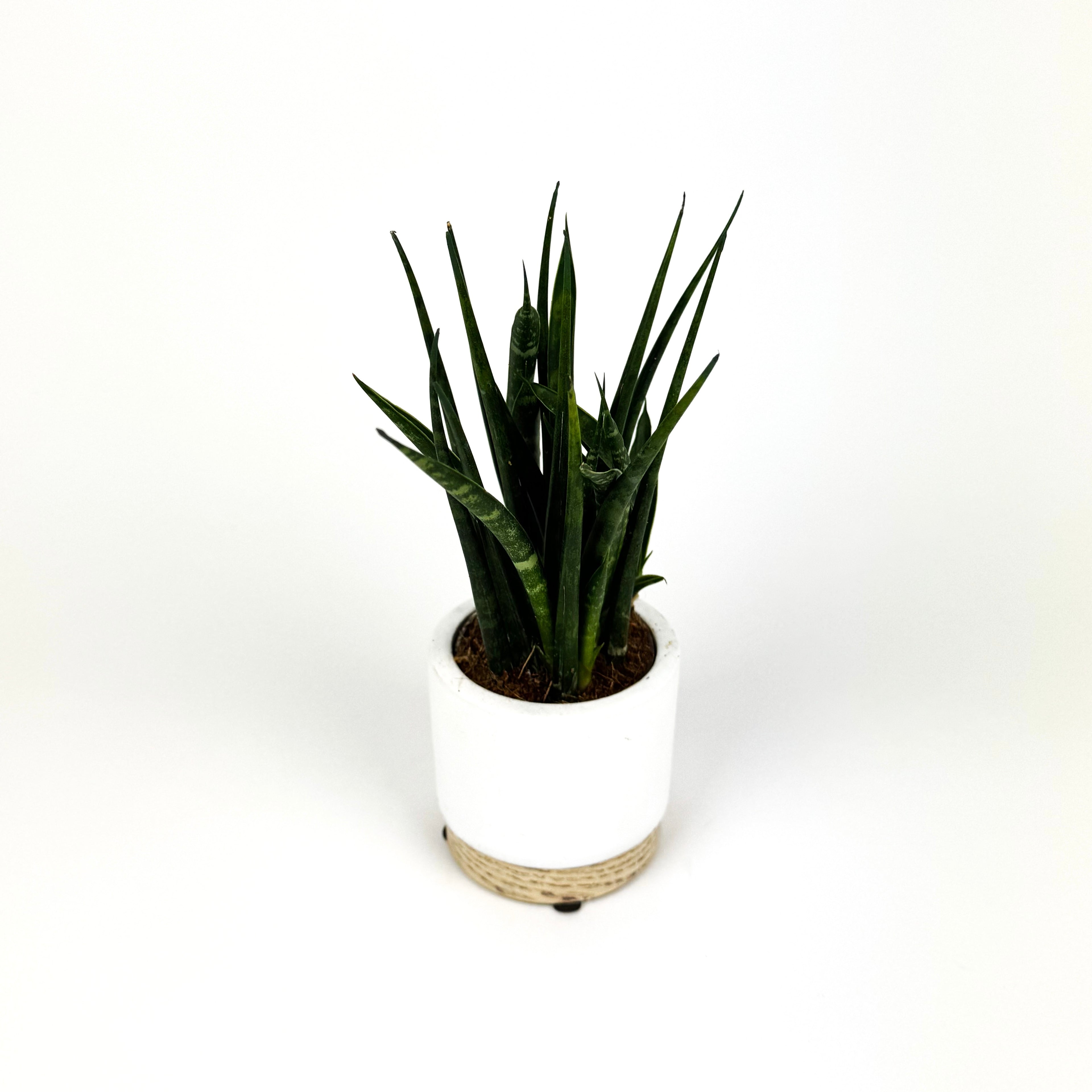 Mini Fernwood Snake Houseplant