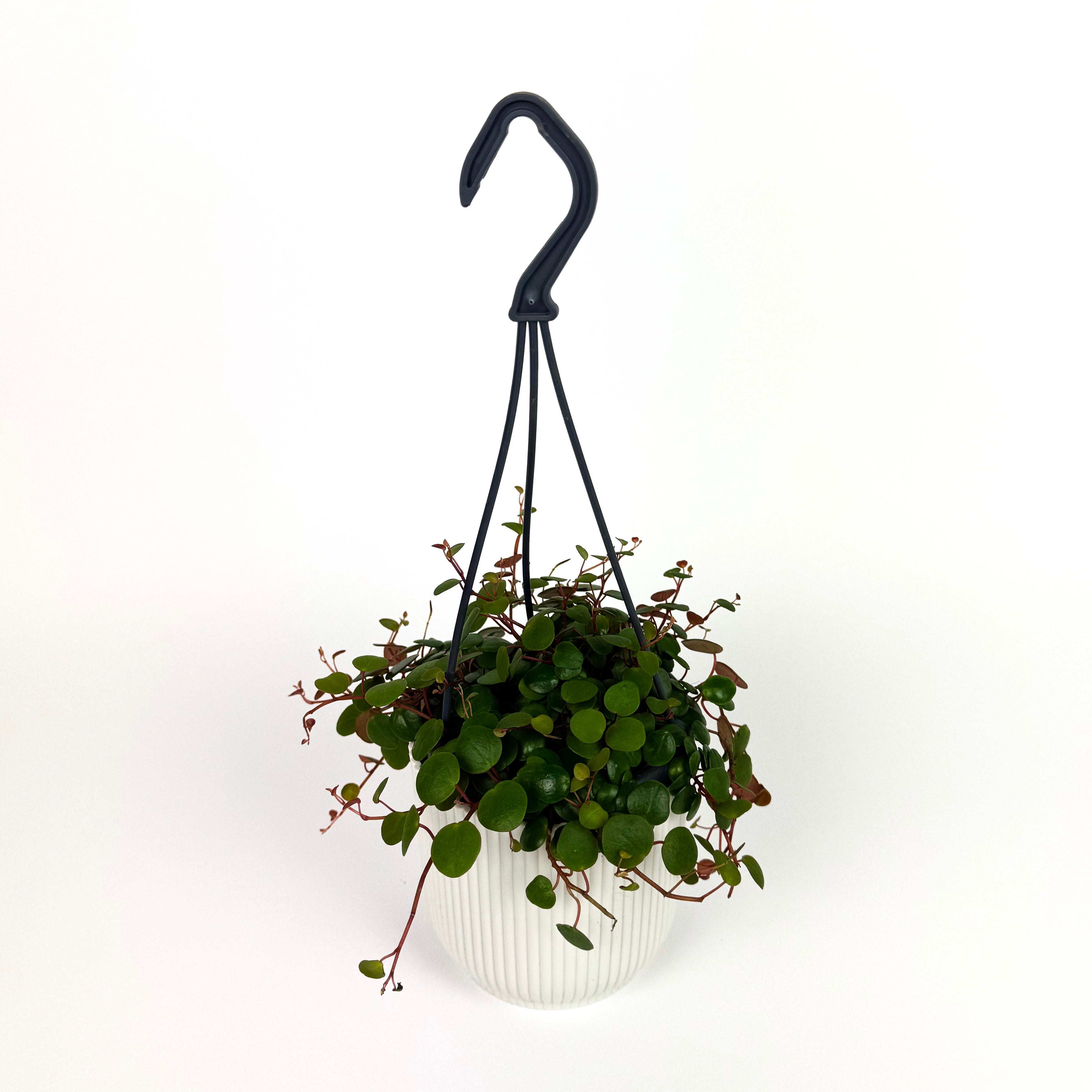 Hanging String Of Coins Houseplant
