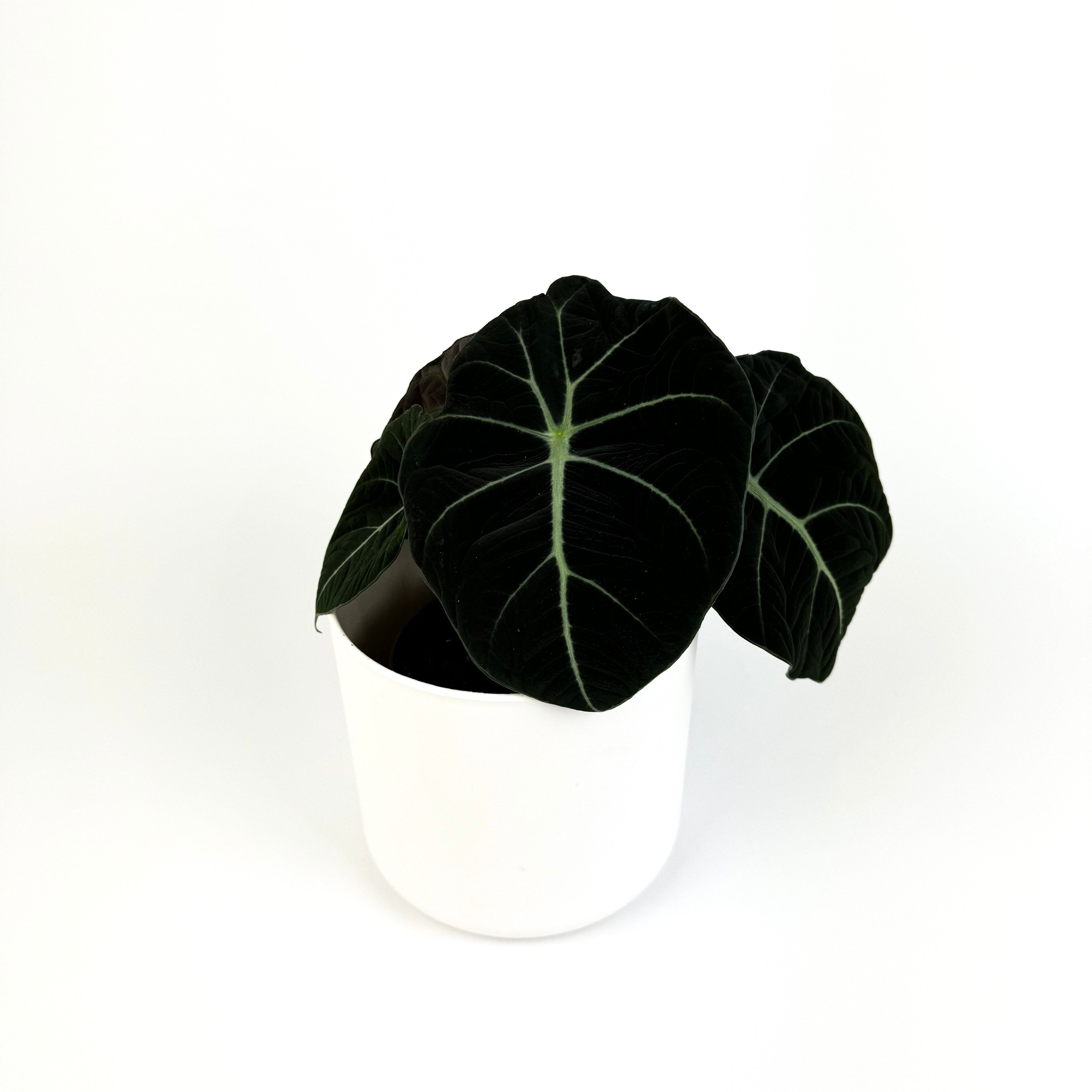 Alocasia Black Velvet Indoor 12cm Houseplant