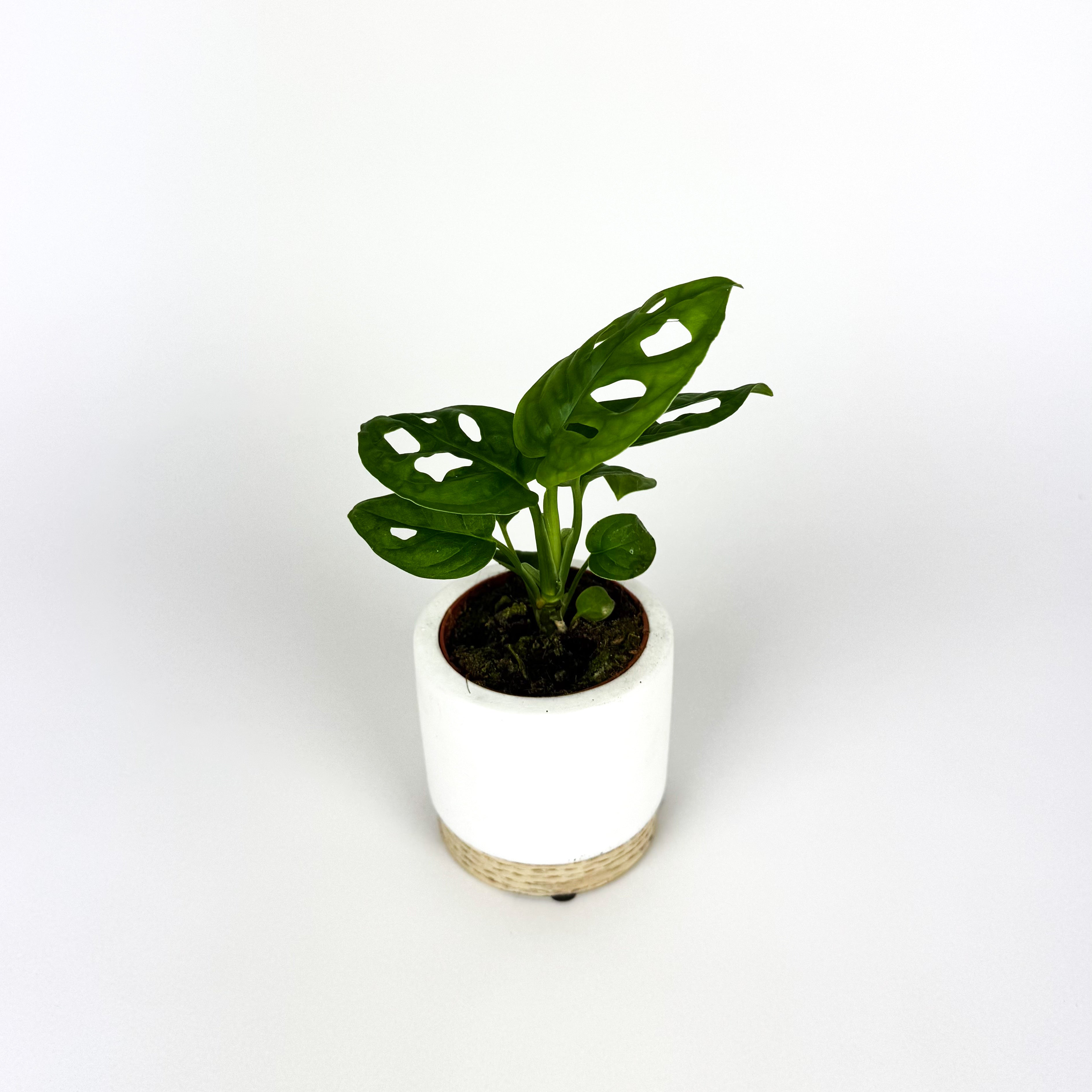MINI Monstera monkey mask Houseplant