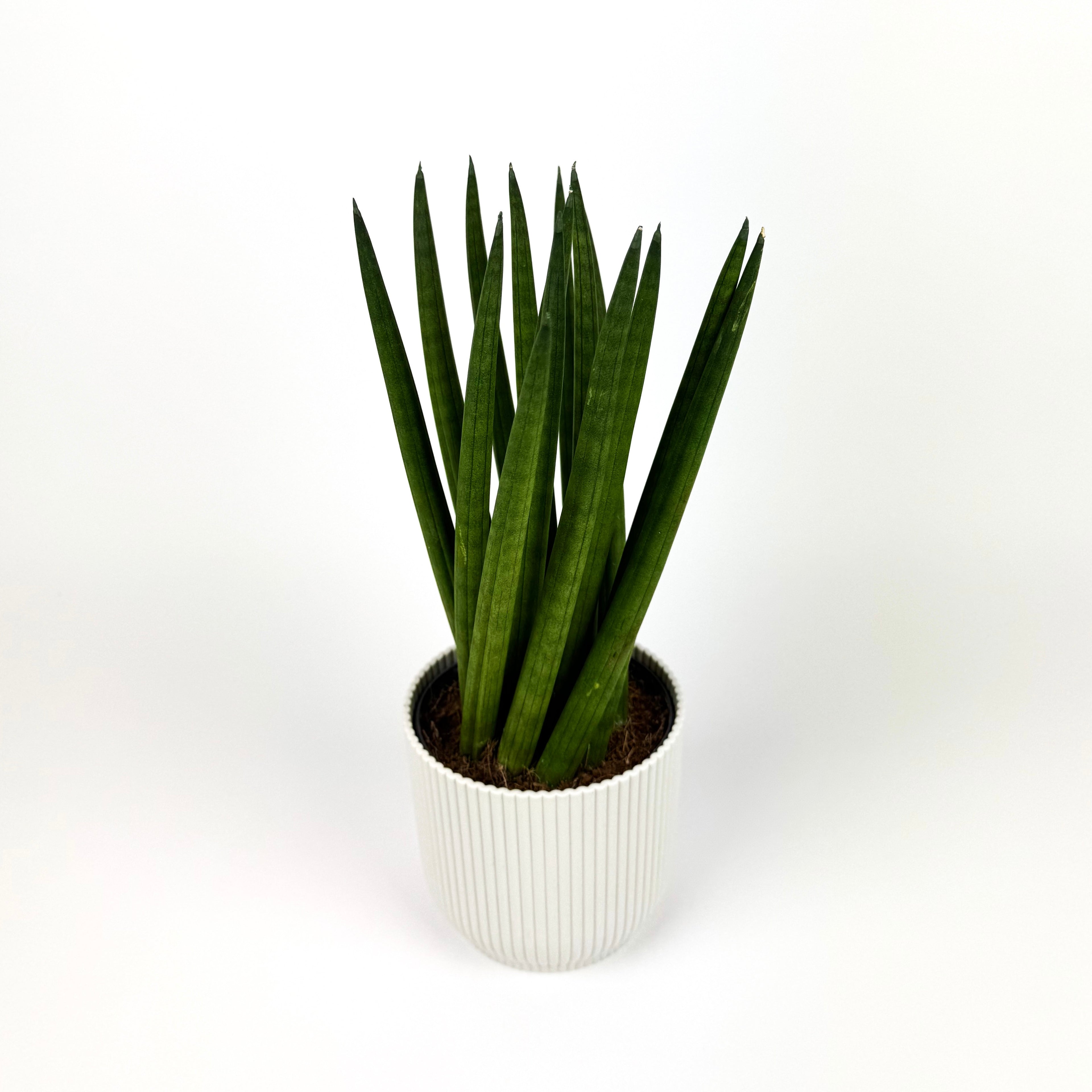 Snake Cylindrical Spagetti Houseplant