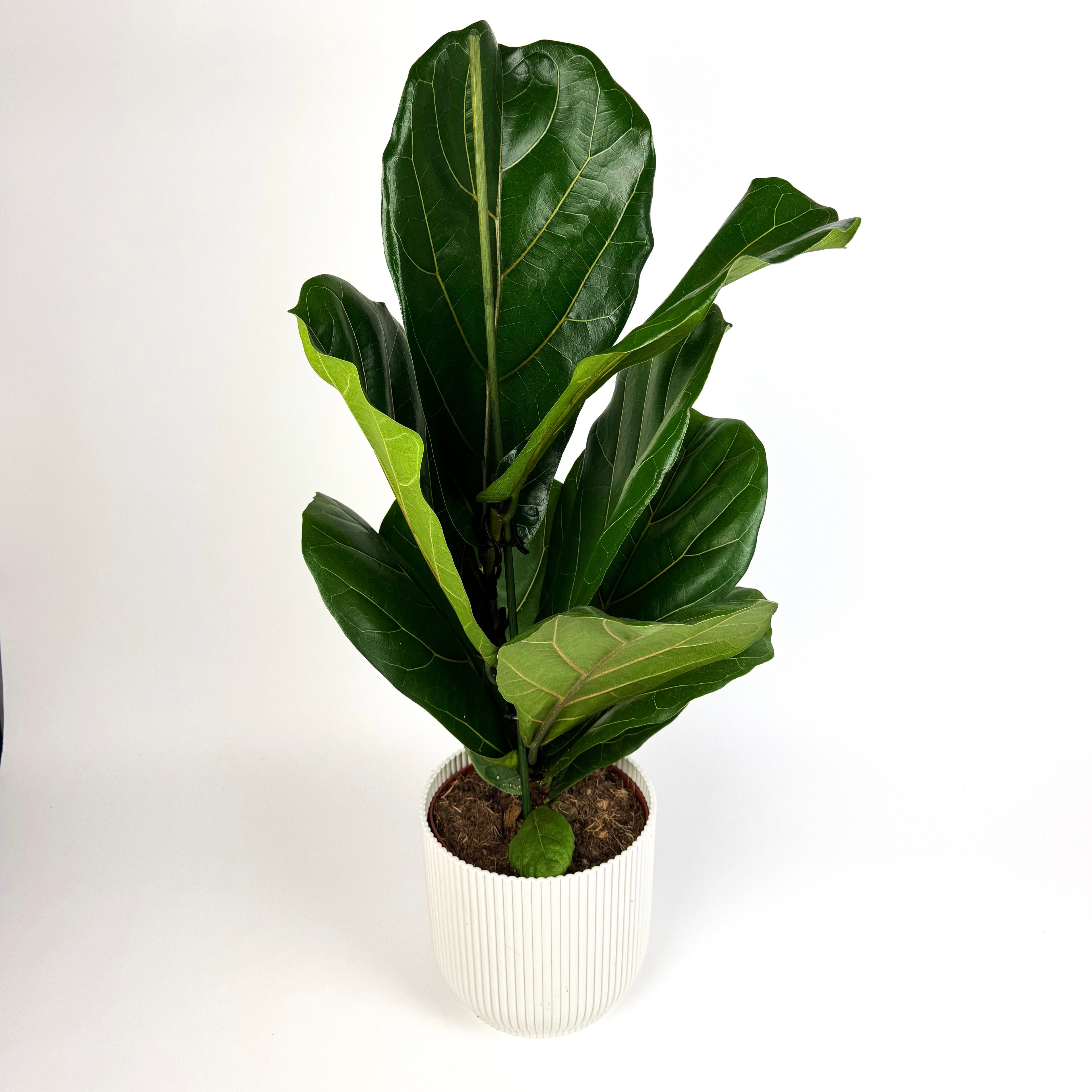Large Ficus Lyrata Houseplant