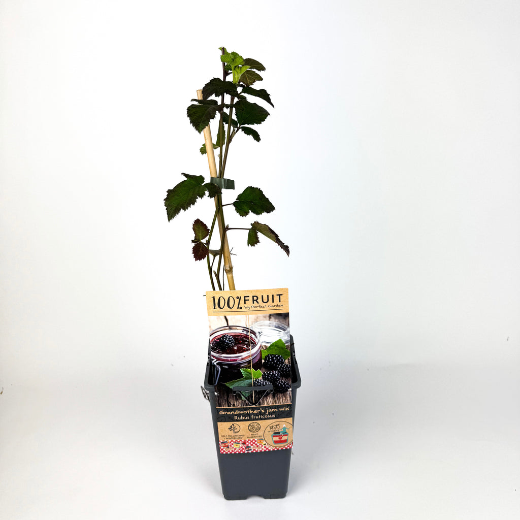 Fruit Trees To Make Marmalade Outdoor Plant