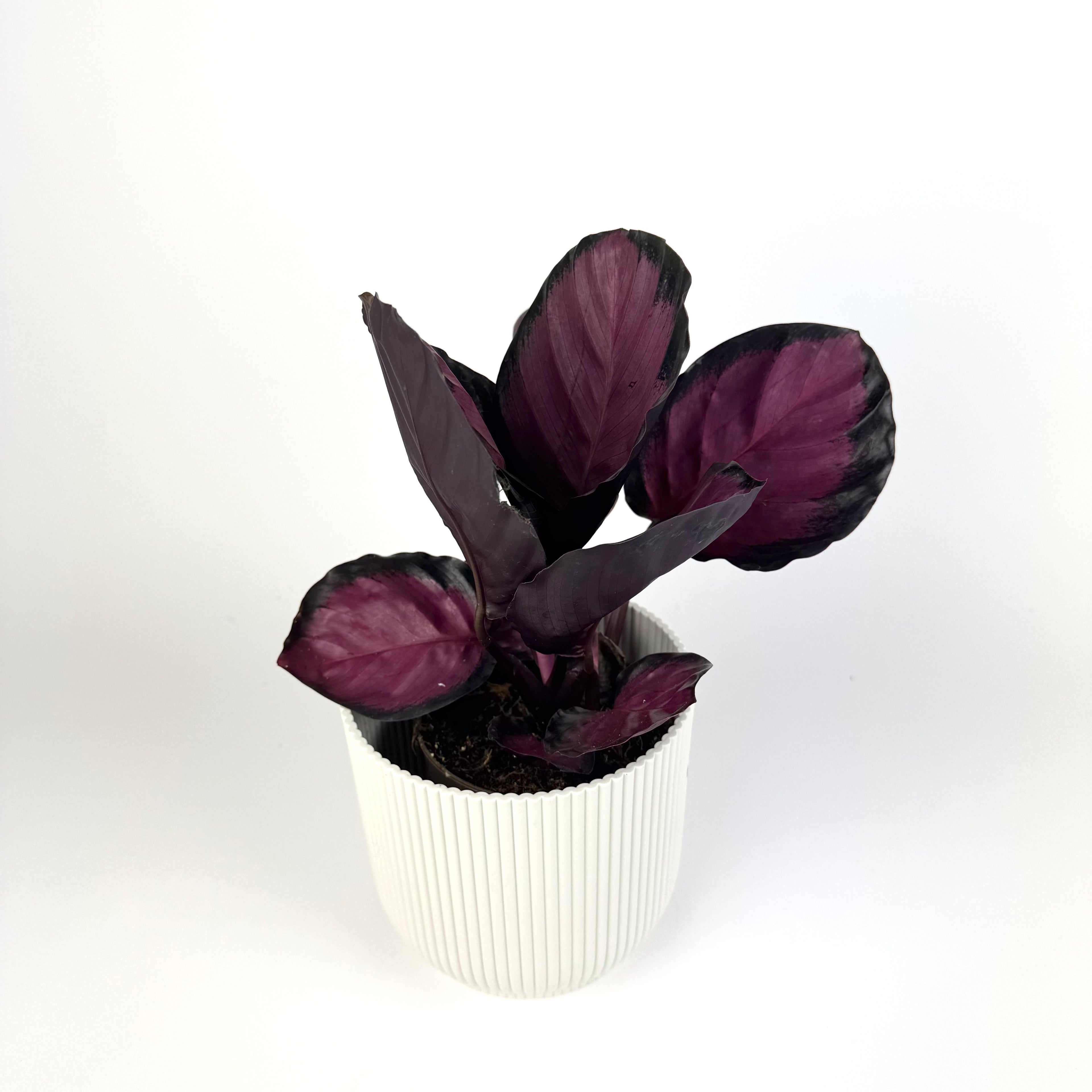 Calathea Rosy Houseplant