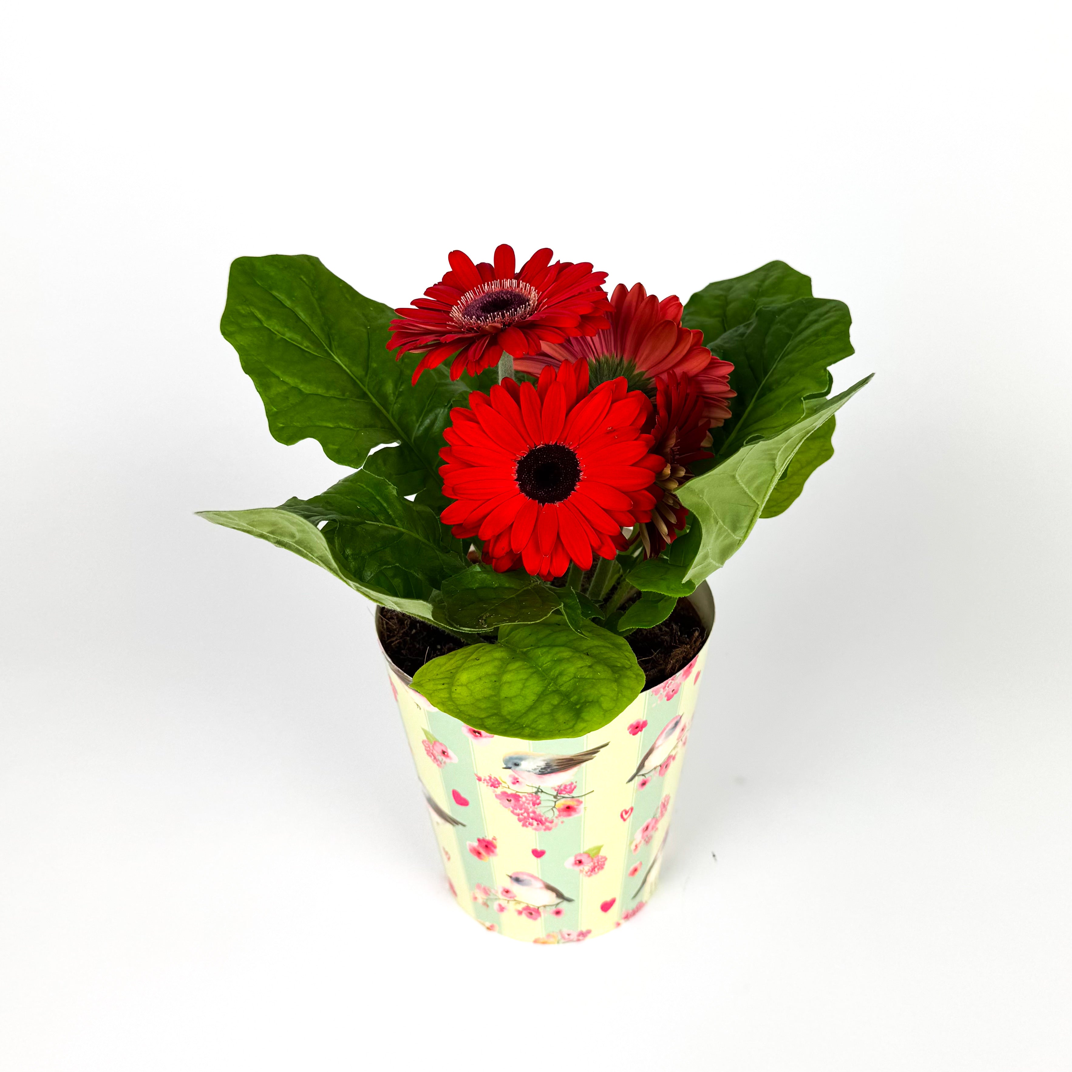Gerbera In Pot Houseplant