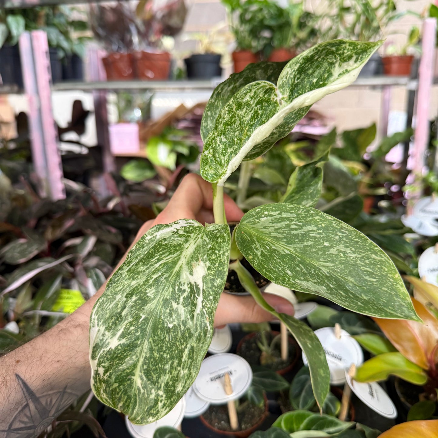 Mini Plants Bundle