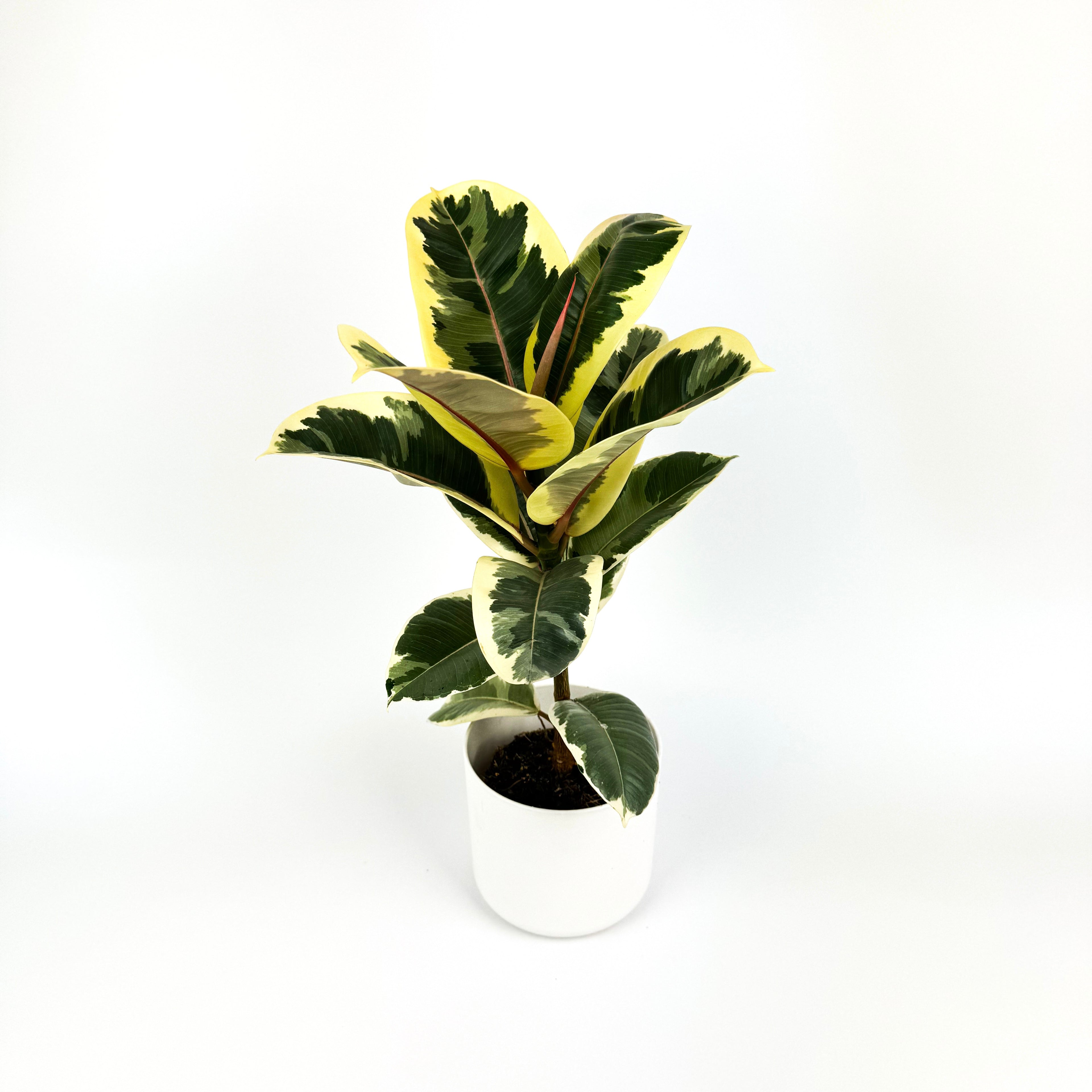 Rubber Tineke Indoor Houseplant