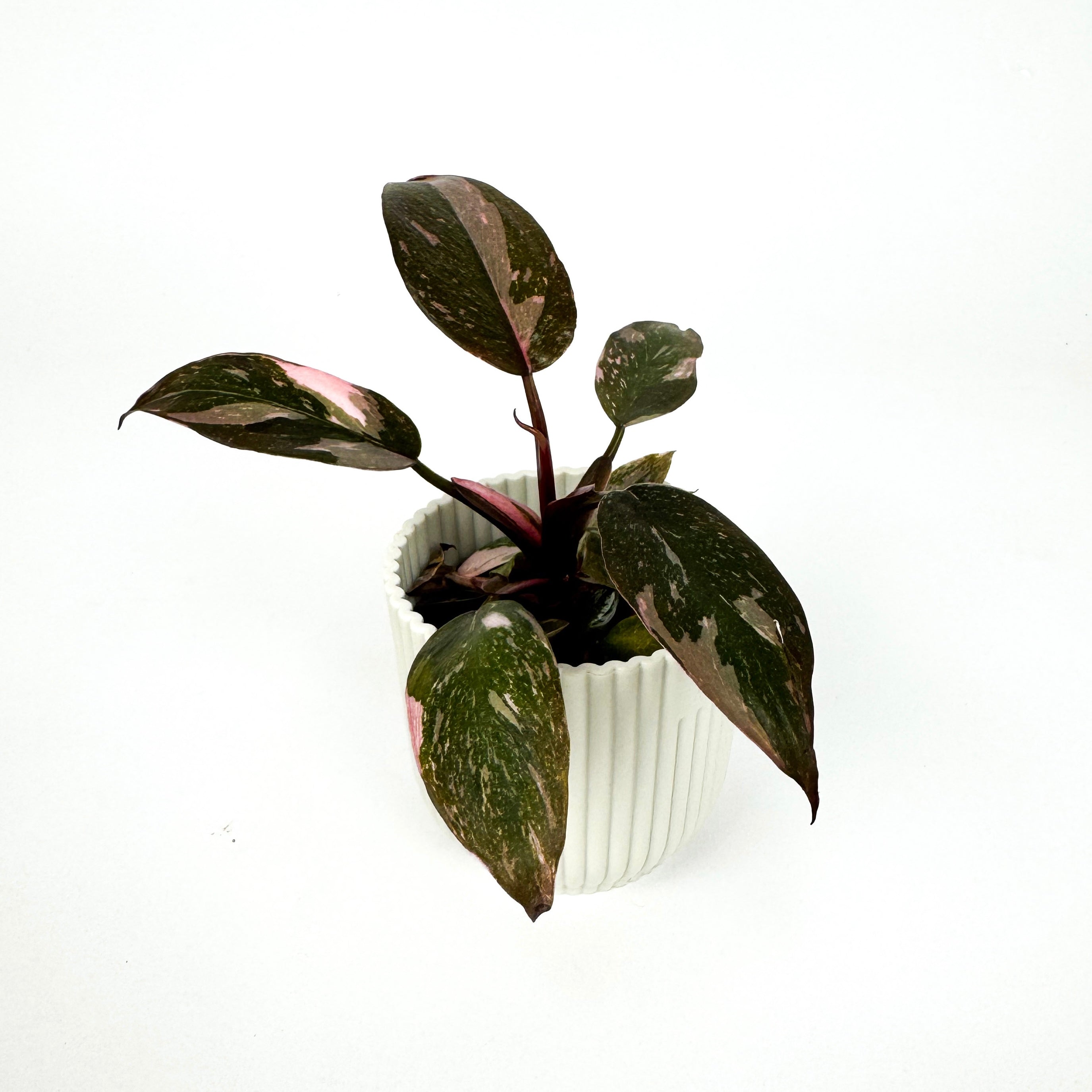 MINI Philodendron Pink Princess Marble Houseplant