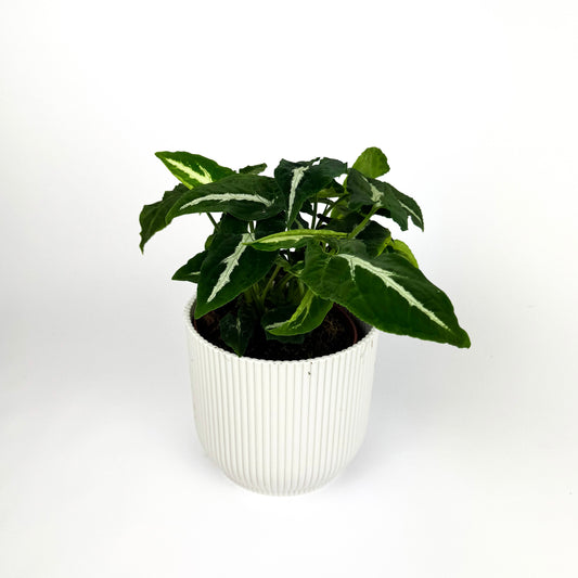 Syngonium wendlandii houseplant