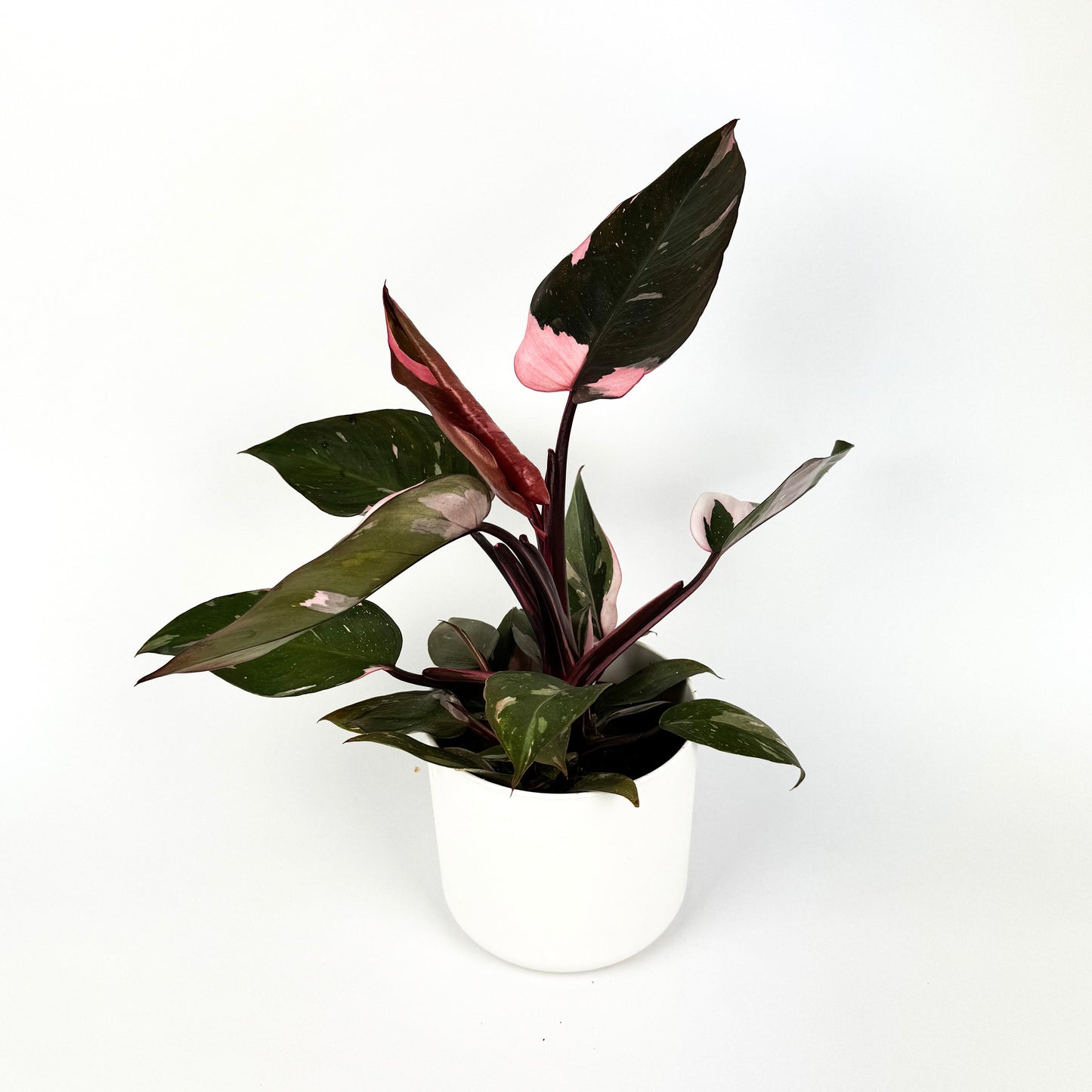 Philodendron Pink Princess Indoor Houseplant