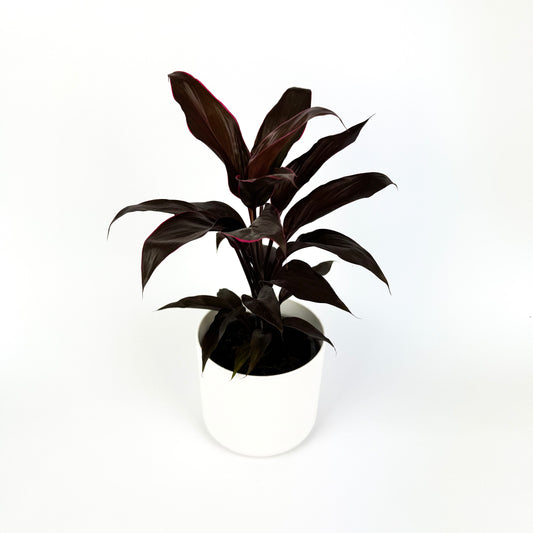 Cordyline Mambo Houseplant