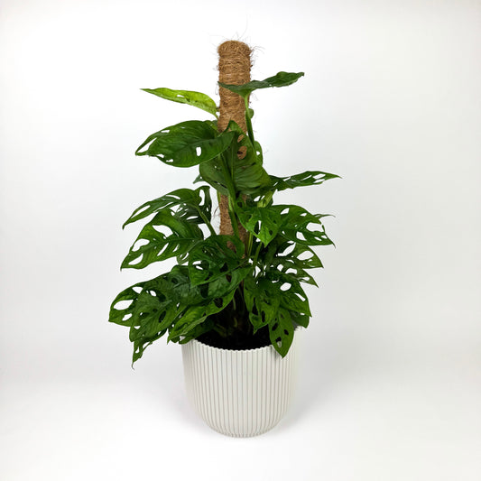 Large Monstera Money Mask 60cm Moss Pole Houseplant