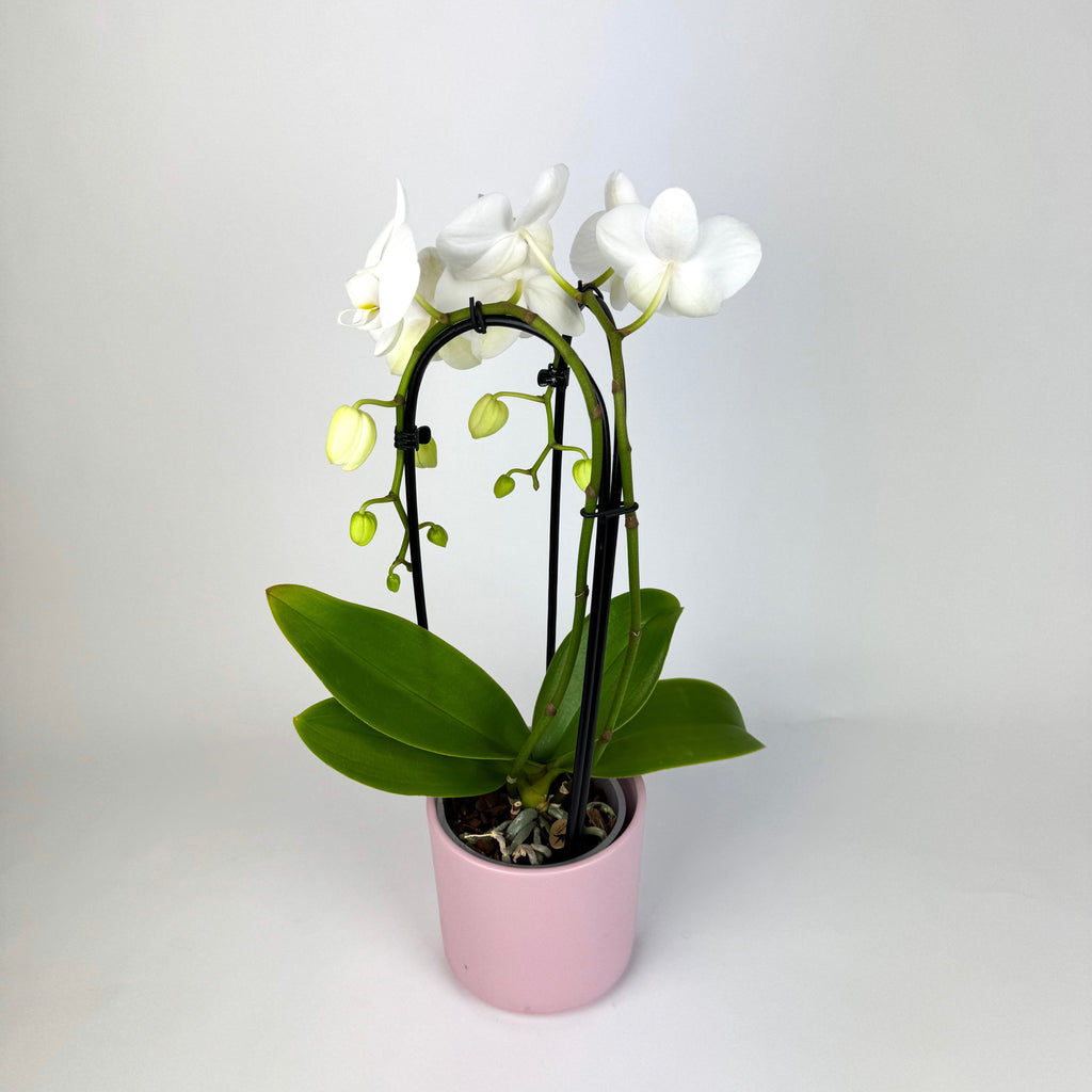 Mother's Day Phalaenopsis Cascading Orchid Houseplant