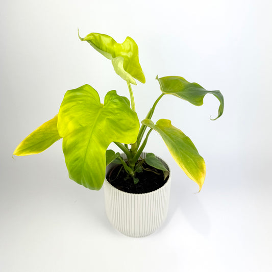 Philodendron Golden Violin 12cm Houseplant